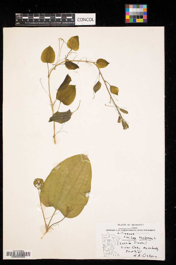 Smilax herbacea image