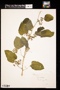 Smilax herbacea image