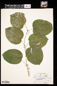 Smilax herbacea image