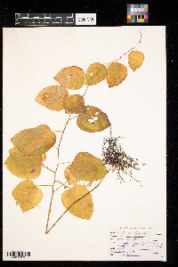 Smilax herbacea image