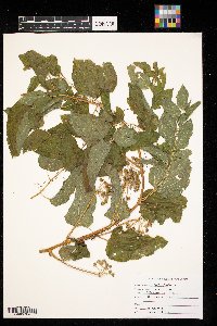 Smilax herbacea image