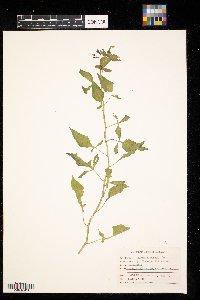 Solanum dulcamara image