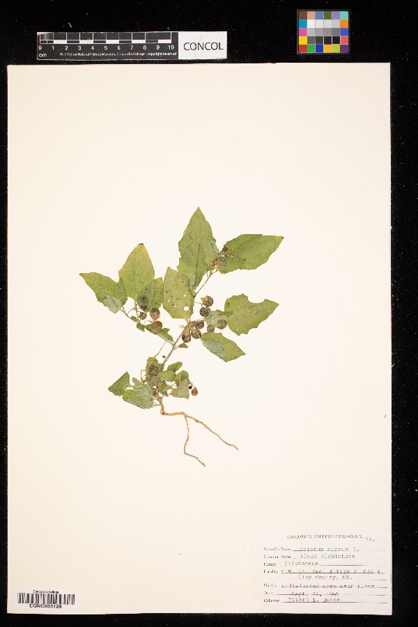 Solanum nigrum image