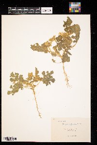 Solanum rostratum image