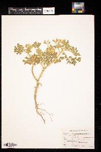 Solanum rostratum image