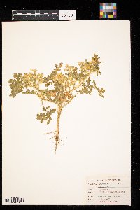 Solanum rostratum image