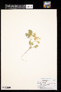 Solanum rostratum image