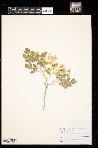 Solanum rostratum image