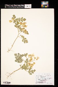 Solanum rostratum image