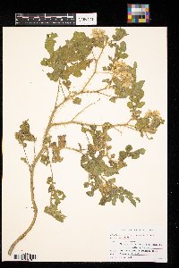 Solanum rostratum image