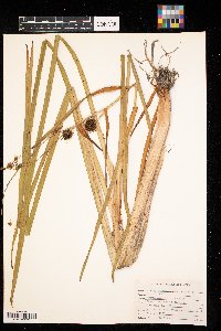 Sparganium eurycarpum image