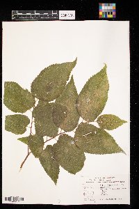 Celtis occidentalis image