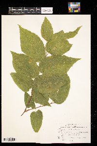 Celtis occidentalis image