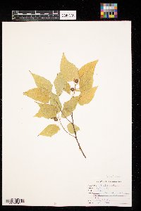 Celtis occidentalis image