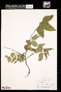 Celtis occidentalis image