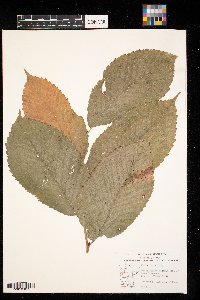 Ulmus rubra image