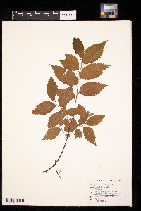 Ulmus rubra image