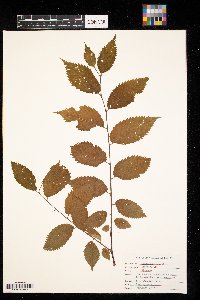 Ulmus rubra image