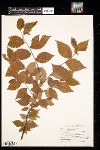 Ulmus rubra image