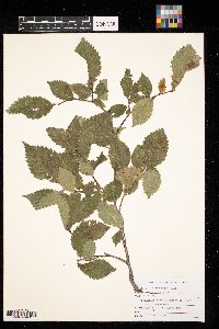 Ulmus rubra image