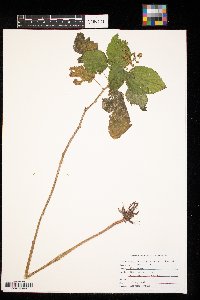 Laportea canadensis image