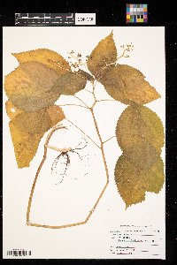 Laportea canadensis image