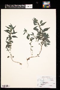 Parietaria pensylvanica image