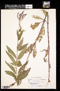 Verbena hastata image