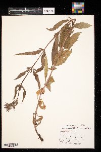 Verbena hastata image