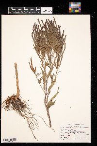 Verbena hastata image