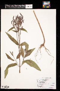 Verbena hastata image