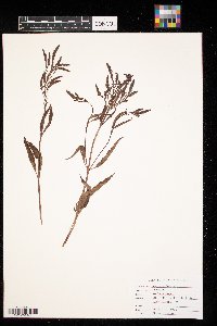 Verbena hastata image