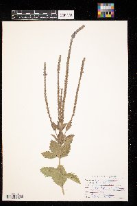 Verbena stricta image