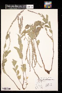 Verbena stricta image