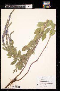 Verbena stricta image