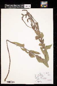 Verbena stricta image