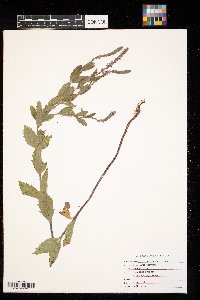 Verbena stricta image