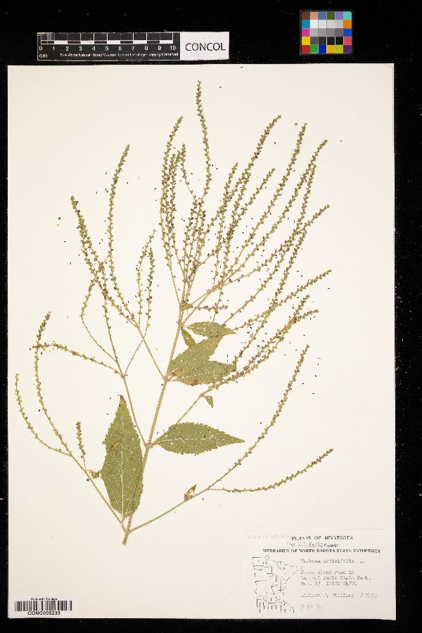 Verbena urticifolia image