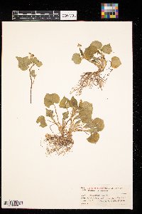 Viola canadensis image