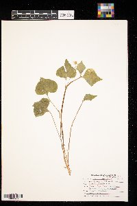 Viola eriocarpa image