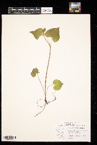 Viola eriocarpa image