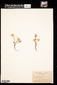 Viola pedatifida image