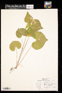 Viola rugulosa image