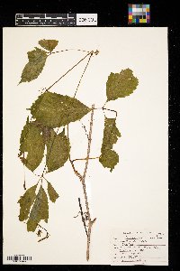 Parthenocissus vitacea image