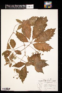 Parthenocissus vitacea image