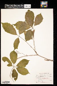 Parthenocissus vitacea image