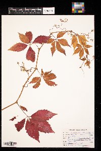 Parthenocissus vitacea image