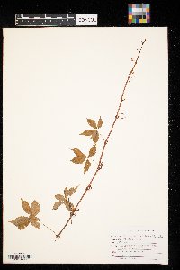 Parthenocissus vitacea image