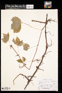 Parthenocissus vitacea image