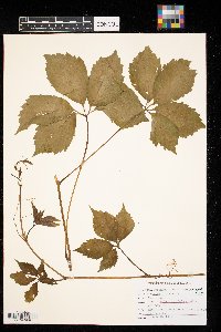 Parthenocissus vitacea image